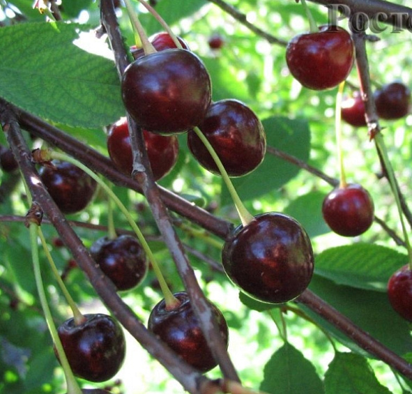 Вишня Гриот Мичуринский